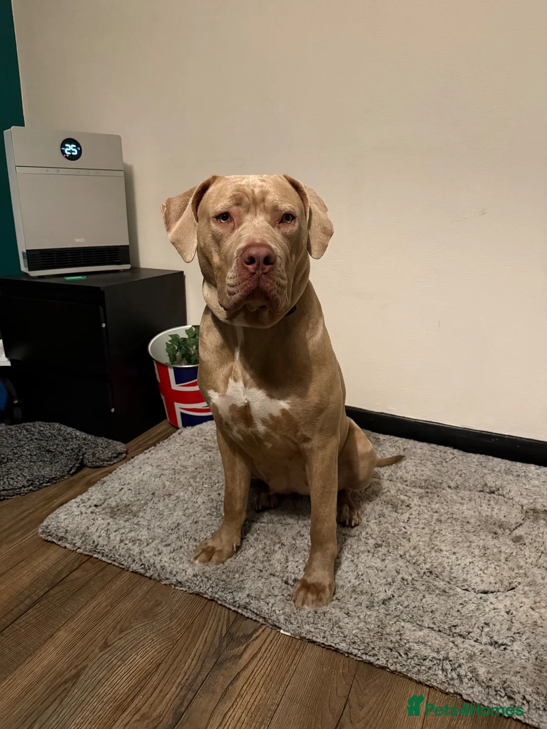 Mixed Breed dogs for sale: Skylar  in Bradford - Advert 10