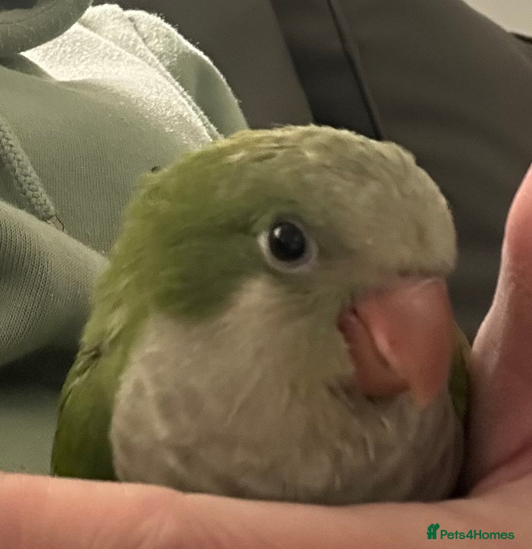 Parakeets birds for sale: 2 male Hand reared green Quaker  - Image 11
