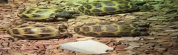 Tortoise reptiles for sale: Baby horsefield tortoise with full set up - Advert 10
