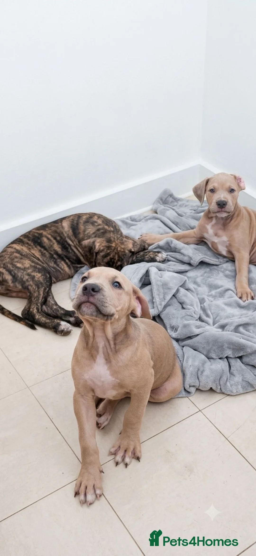 Mixed Breed dogs for sale: Ready to leave  in London - Advert 1