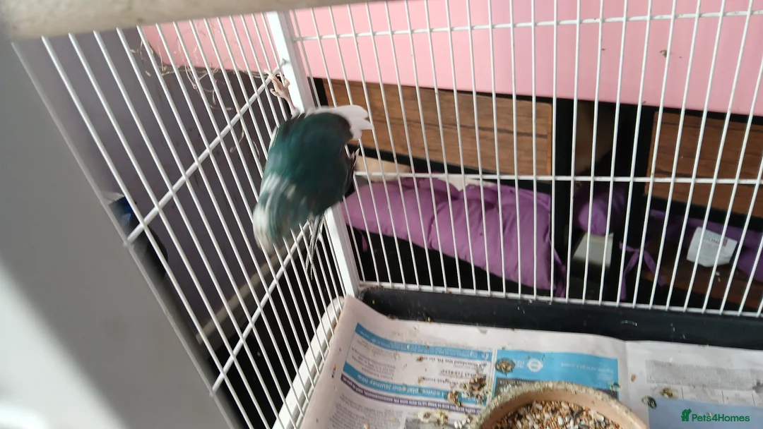 Parakeets birds for sale: 1 pair of kakarikis  - Advert 2