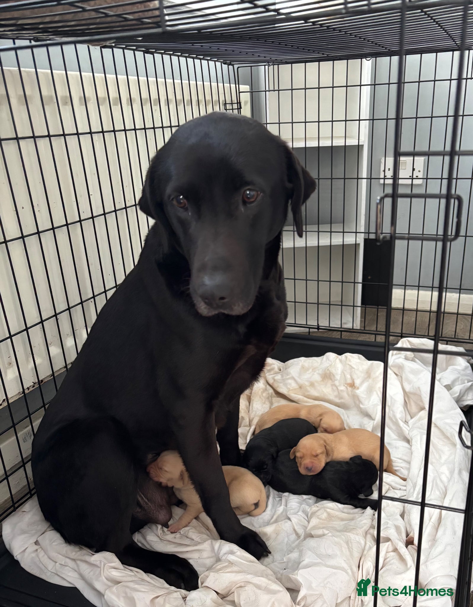 Labrador Retriever dogs Stunning Black & Yellow Labrador Puppies - Advert 3