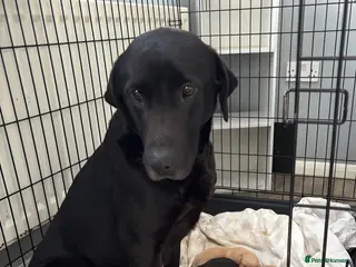 Labrador Retriever dogs Stunning Black & Yellow Labrador Puppies - Advert 3