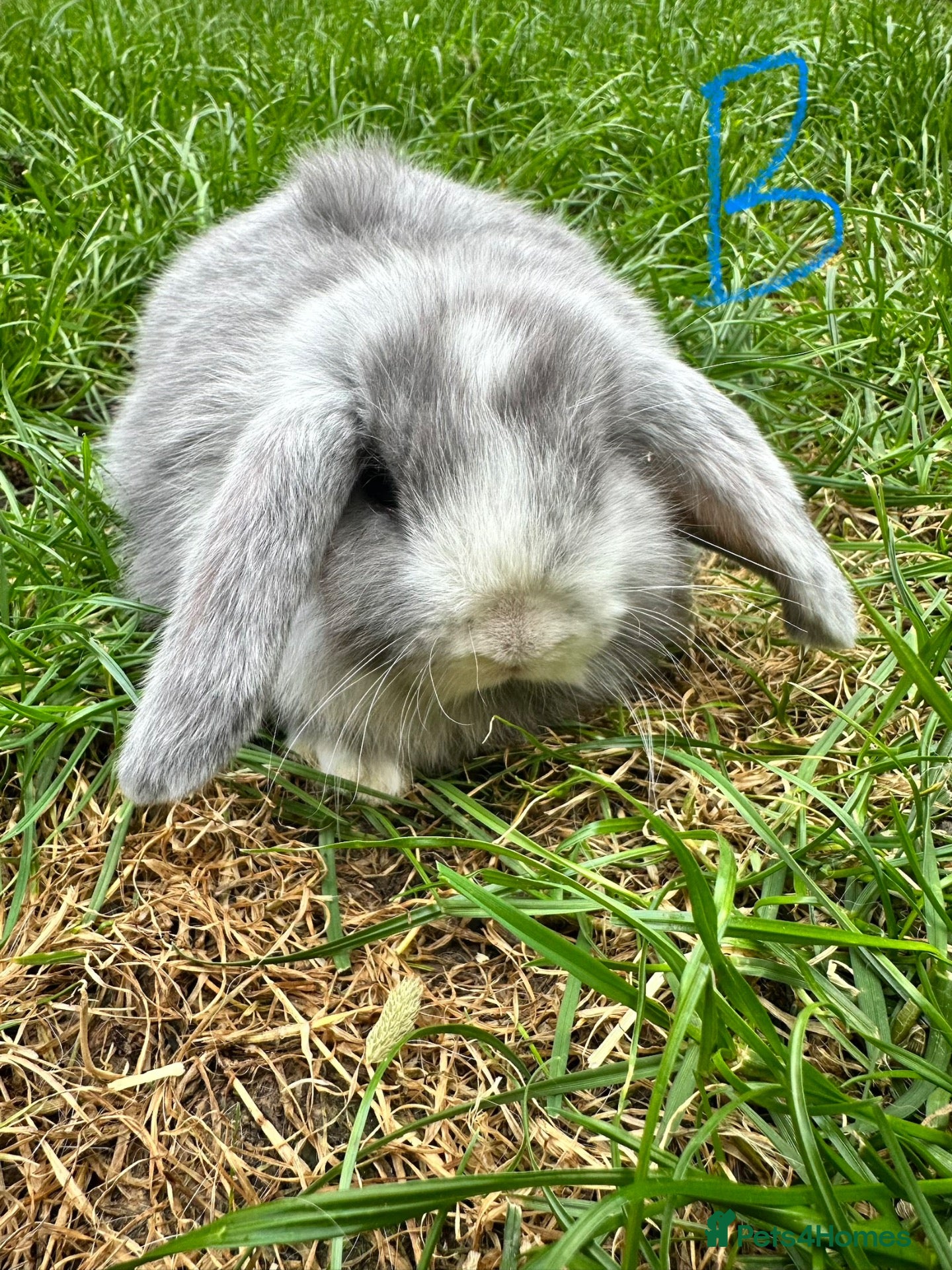 Mini Lop rabbits Mini Lop Rabbits For Sale  - Advert 2