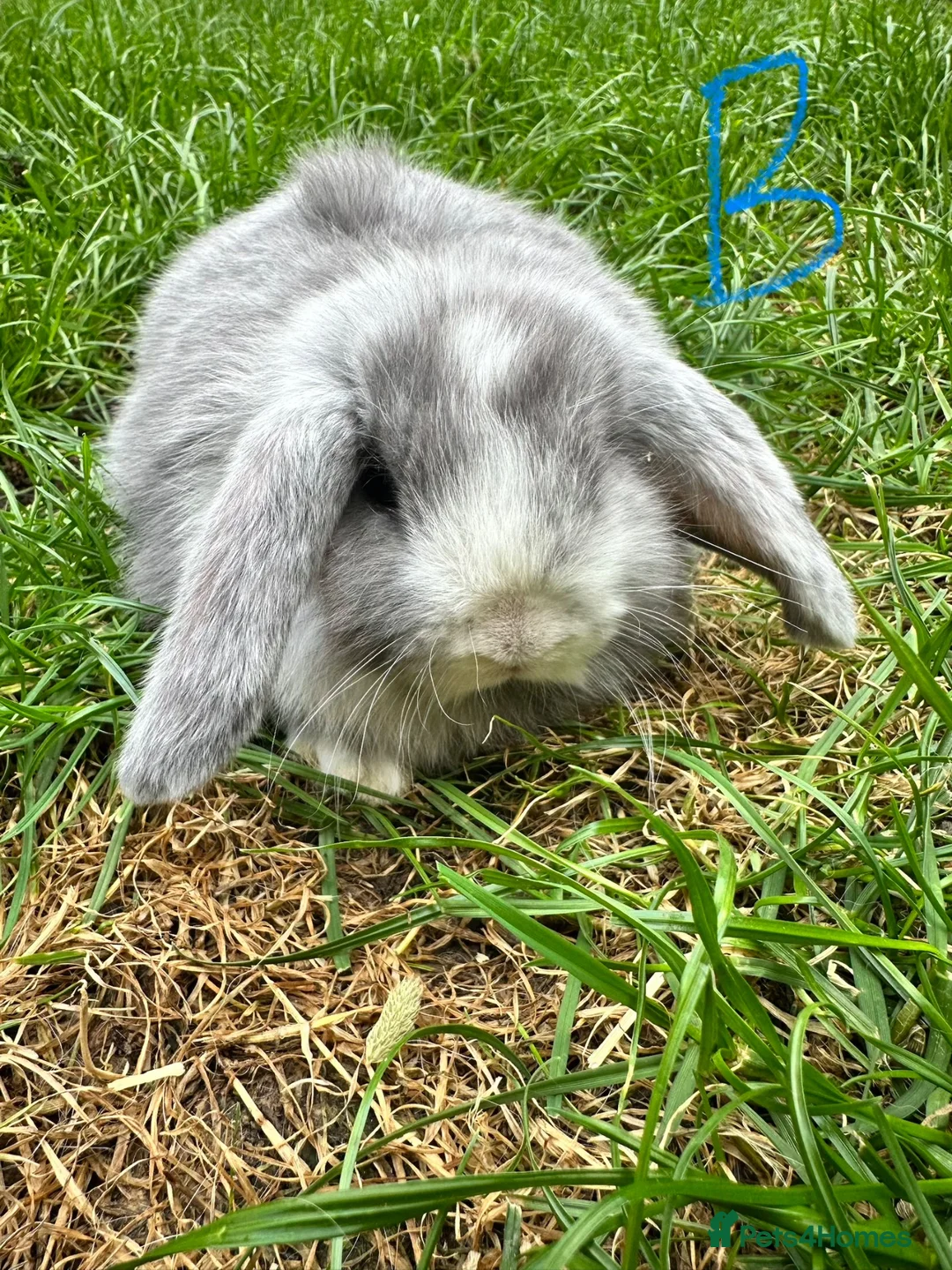 Mini Lop rabbits for sale: Mini Lop Rabbits For Sale  - Advert 2