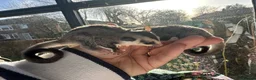 Sugar Glider rodents for sale: Sugar Gliders available to suitable homes - Advert 29