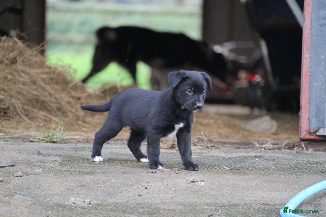 Borador dogs for sale: Labrador x Collie puppies - Image 3