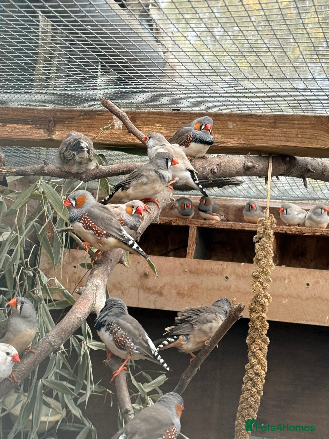 Finches birds for sale: Zebra finch for sale  - Image 4