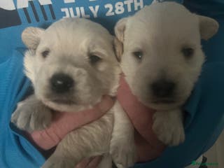Mixed Breed dogs Westiepoo pups x2 - Advert 1