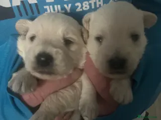 Mixed Breed dogs Westiepoo pups x2 - Advert 1