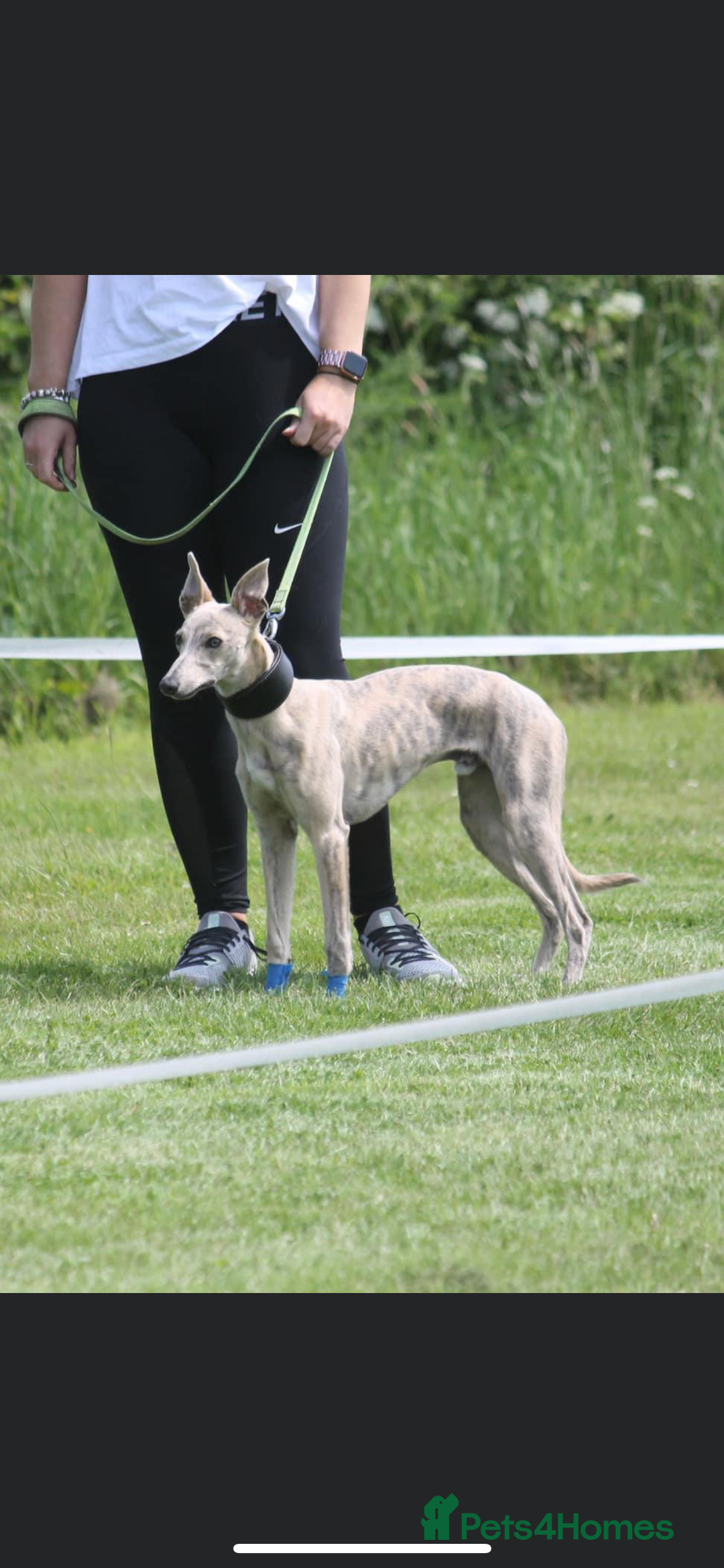 Whippet dogs for stud: KC Registered Blue Brindle for stud in Barnsley - Advert 16