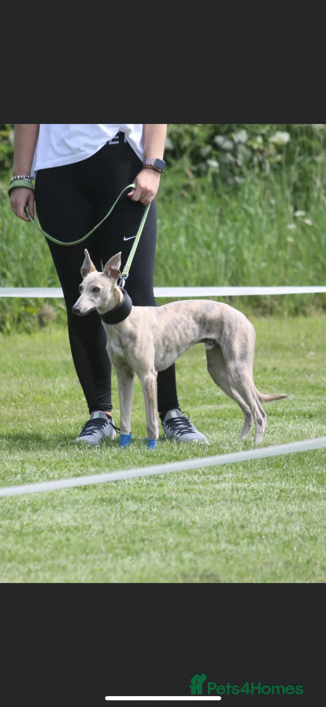 Whippet dogs for stud: KC Registered Blue Brindle for stud in Barnsley - Advert 16
