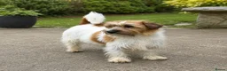 Jack Russell dogs for sale: Beautiful Jack Russell litter - Advert 5