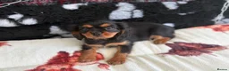 Cavalier King Charles Spaniel dogs for sale: 1 handsome boy left - health tested parents & kc p - Advert 2
