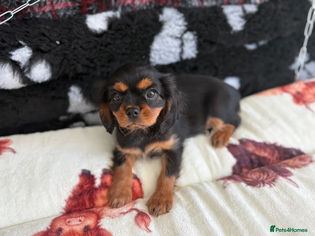 Cavalier King Charles Spaniel dogs for sale: 1 handsome boy left - health tested parents & kc p - Advert 2