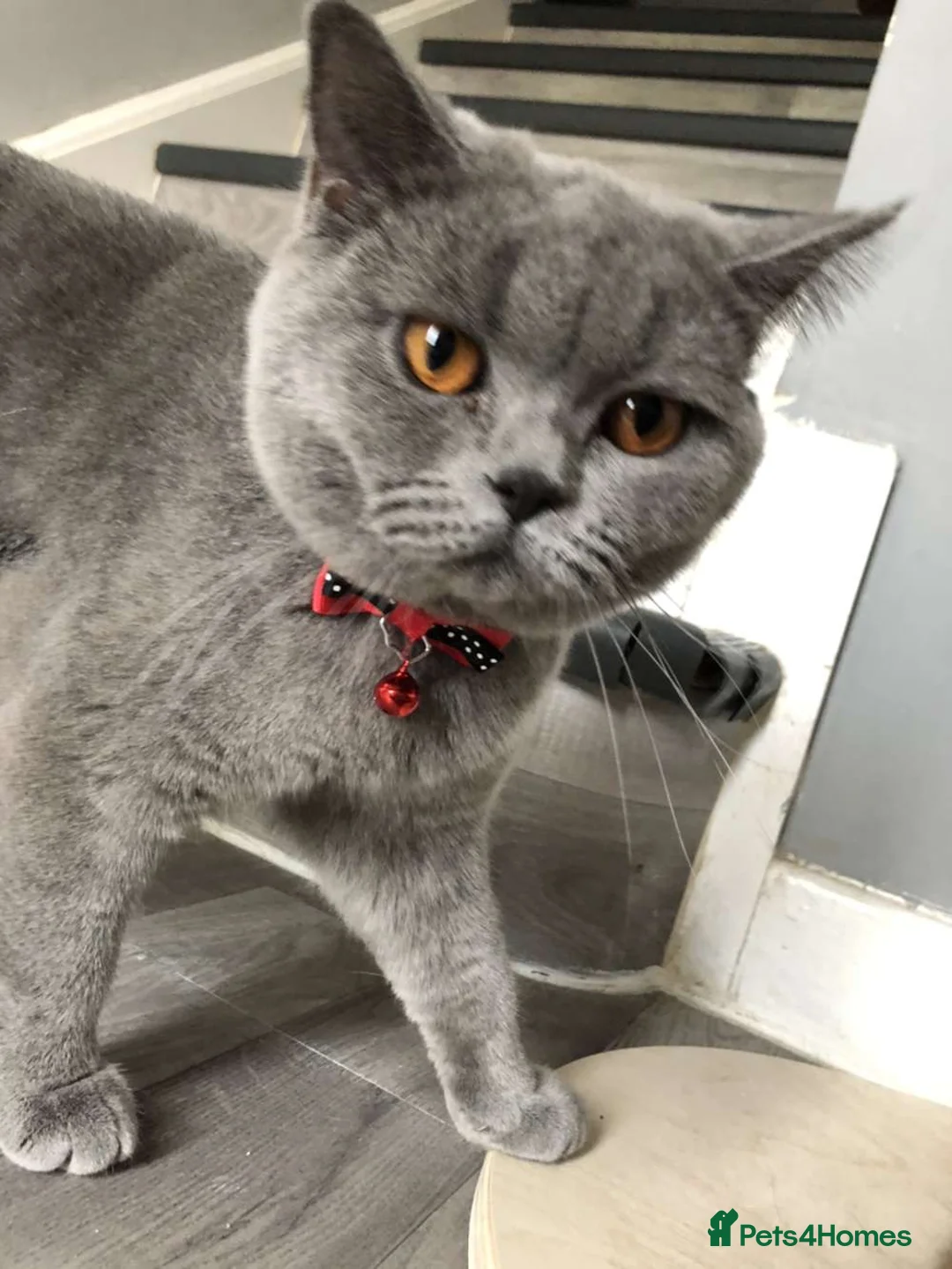 British Shorthair cats for sale: British Shorthair Blue  - Advert 4