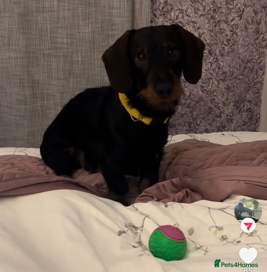 Miniature Dachshund dogs for stud: Mini wired hair Dachshunds - Image 5