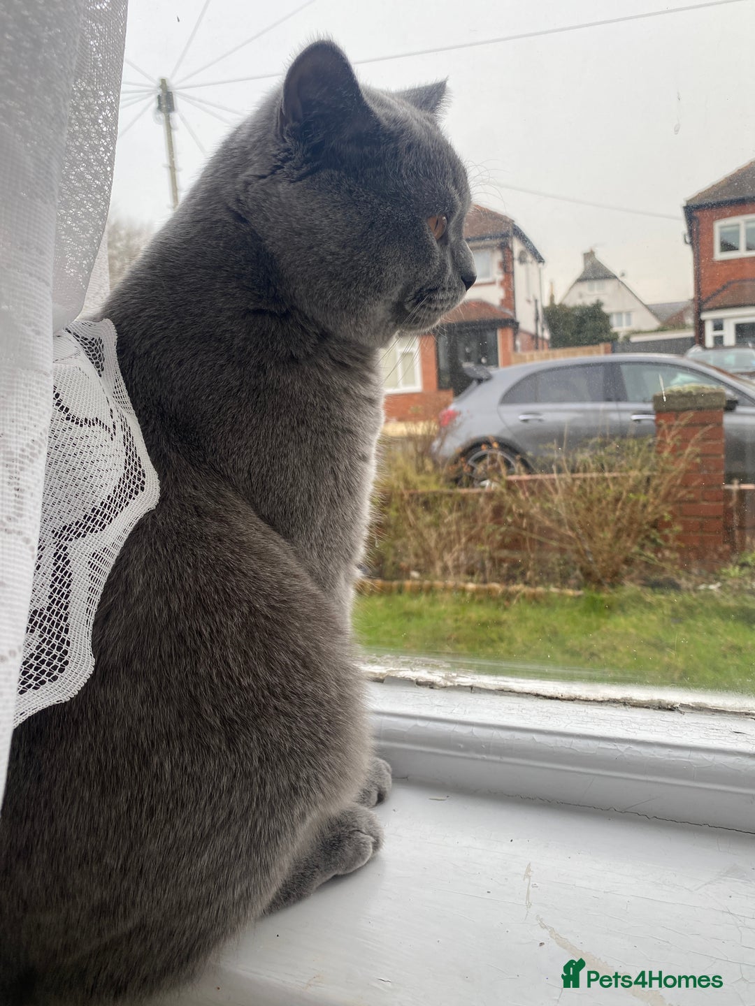 British Shorthair cats for sale: British Shorthair Male – Plush Silver Coat - Advert 8