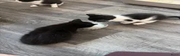 Mixed Breed cats for sale: 2 kittens  in Castleford - Advert 3