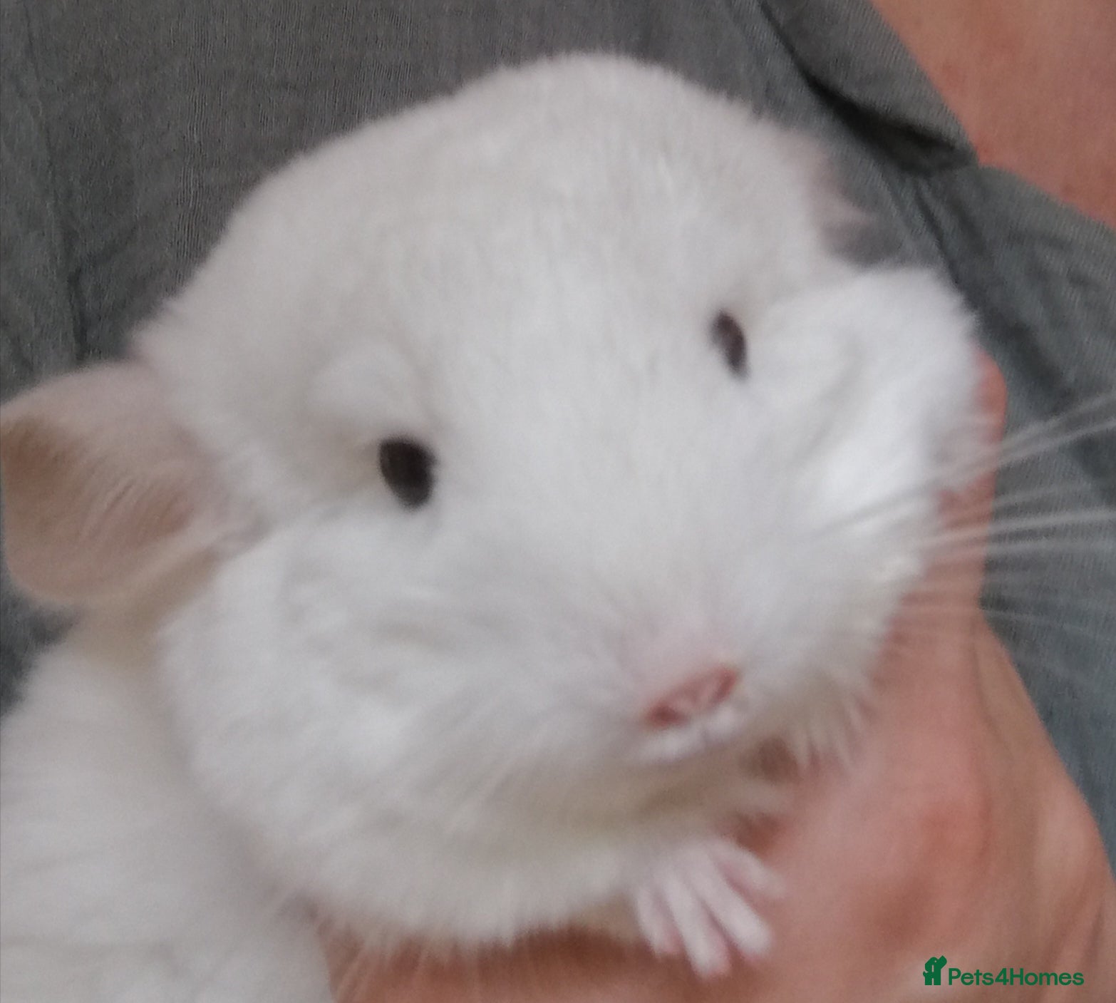 Chinchilla rodents Chinchilla Baby Girl, 3 months old for sale now in Feltham - Advert 3