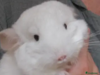 Chinchilla rodents Chinchilla Baby Girl, 3 months old for sale now in Feltham - Advert 1