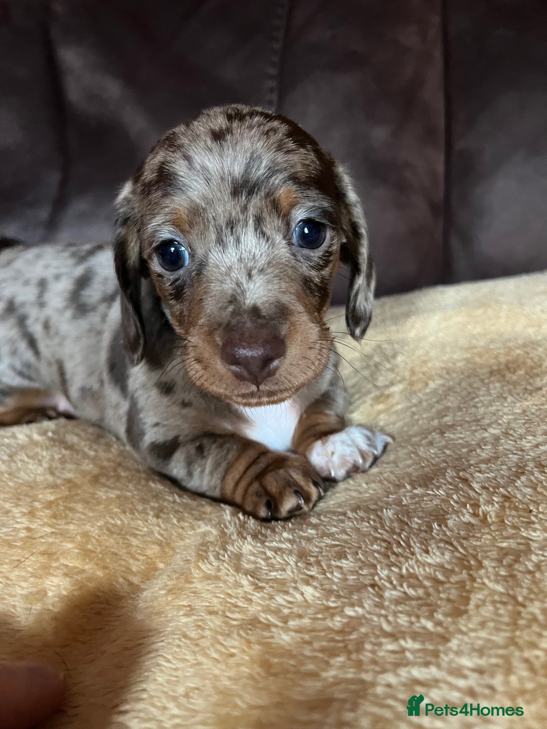 Miniature Dachshund dogs for sale: Miniature Dachshund  - Advert 28