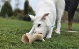 Mixed Breed dogs for adoption:  ARIEL with the bunny rabbit ears  - Image 20