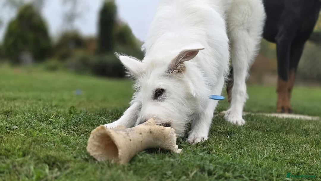 Mixed Breed dogs for adoption:  ARIEL with the bunny rabbit ears  - Image 20