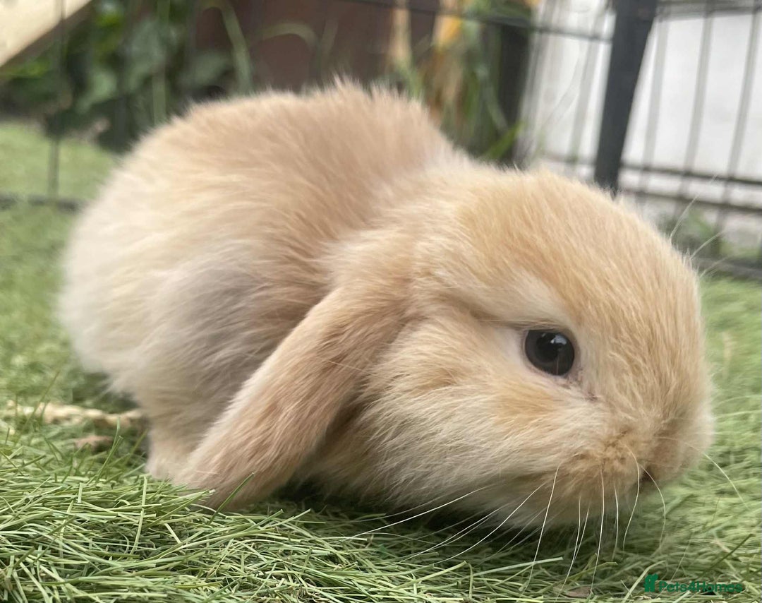Mini Lop rabbits for sale: Mini lops for reserve  - Image 4
