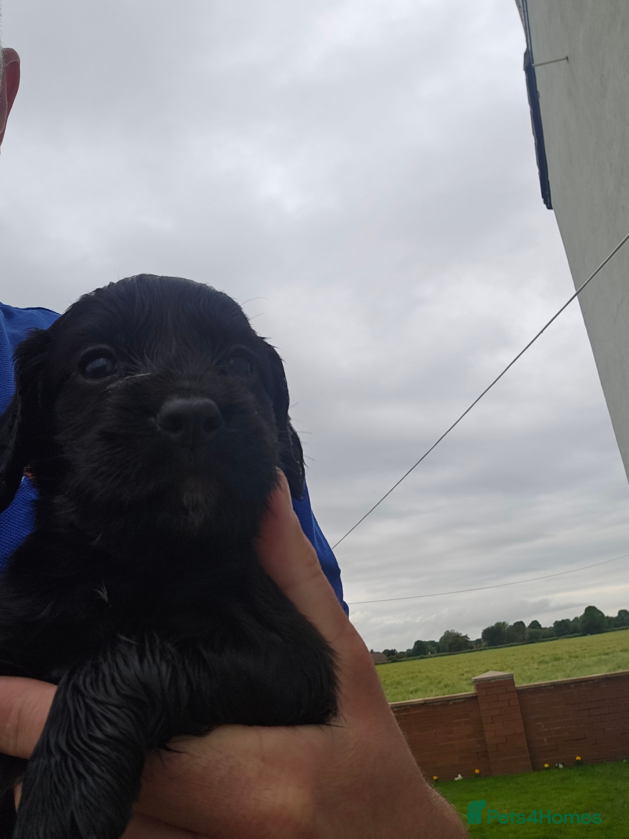 Cocker Spaniel dogs Cocker spaniels  - Advert 2