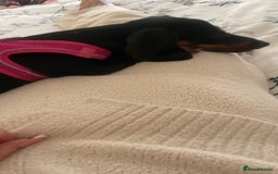 Dachshund dogs for sale: Miniature dachshund 7 month old  - Image 3