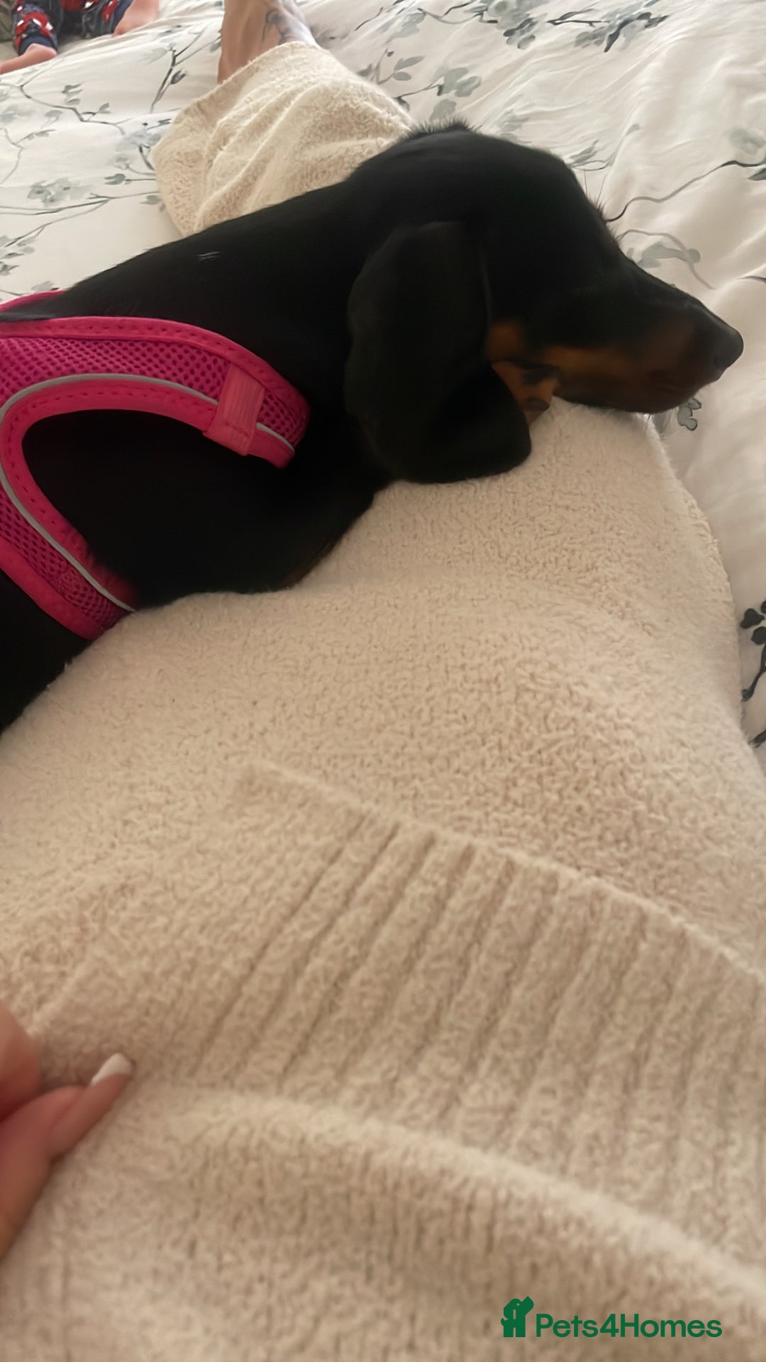 Dachshund dogs for sale: Miniature dachshund 7 month old  - Image 3