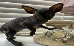 Sphynx cats for sale: August ready kitty’s in need of loving homes - Image 10