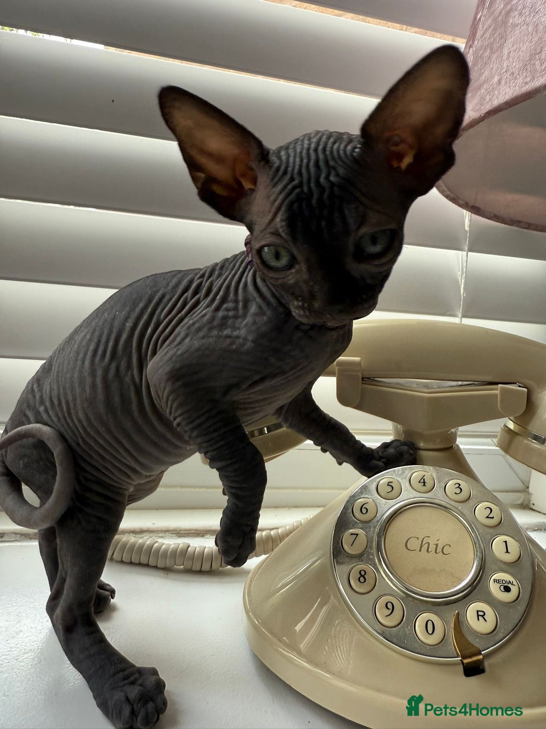 Sphynx cats for sale: August ready kitty’s in need of loving homes - Image 10