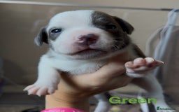 Mixed Breed dogs for sale: Staffie mix puppies - Image 5