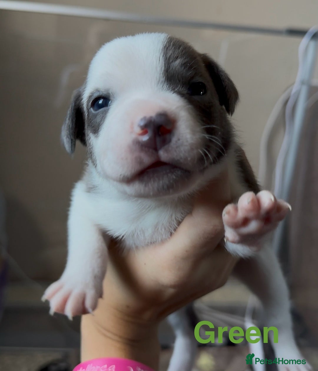 Mixed Breed dogs for sale: Staffie mix puppies - Image 5