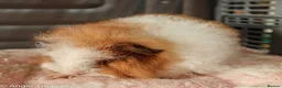 Guinea Pig rodents for sale: Swiss Boars - Advert 9