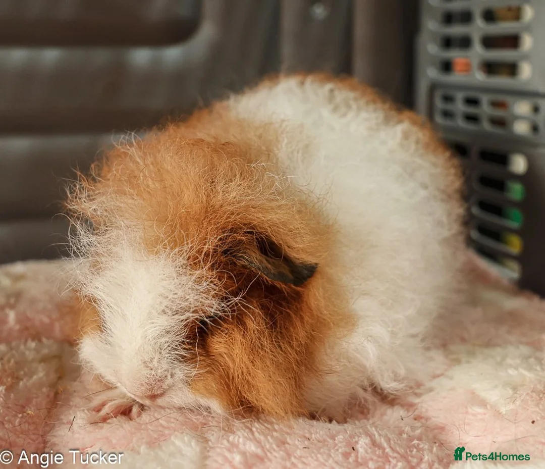 Guinea Pig rodents for sale: Swiss Boars - Advert 9