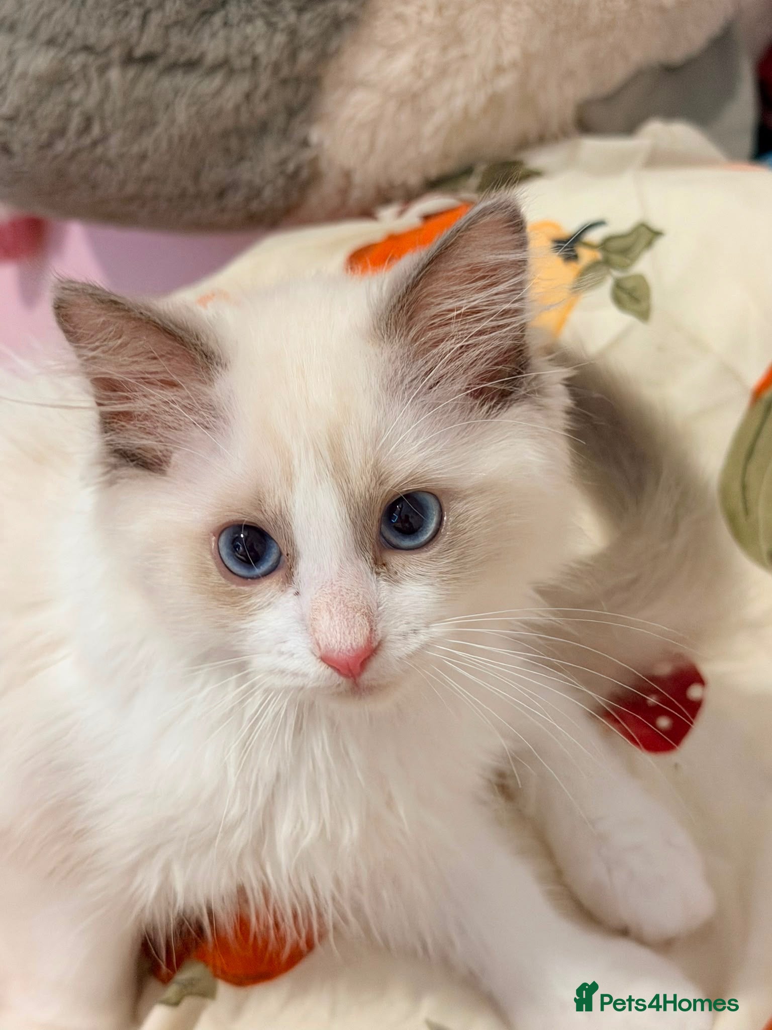 Ragdoll cats Reduced 3 Tica reg kitten ready to leave  - Advert 15