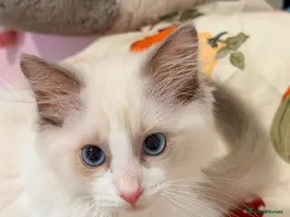 Ragdoll cats Reduced 3 Tica reg kitten ready to leave - Advert 15
