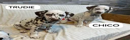 Dalmatian dogs for sale: KC Reg Dalmatian Puppies Black & Liver Ready Now - Advert 8
