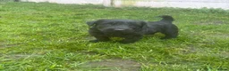 Giant Schnauzer dogs for sale: Ready now! KC Giant Schnauzer Girl Puppy - Advert 6