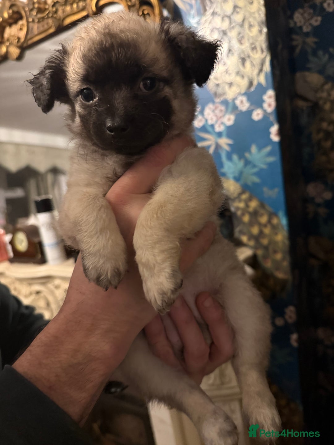 Chinese Crested dogs for sale: Chinese Crested Puppies  - Advert 8