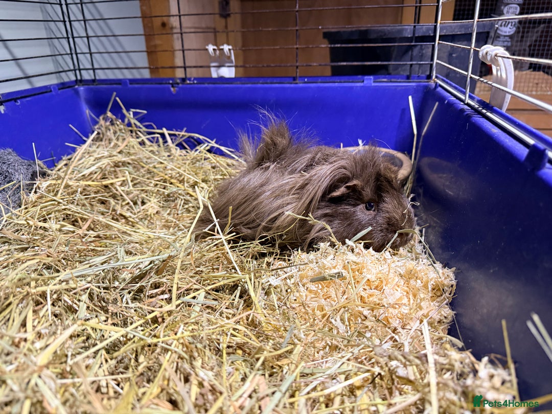 Guinea Pig rodents for sale: Guinea pigs and set up  - Advert 3