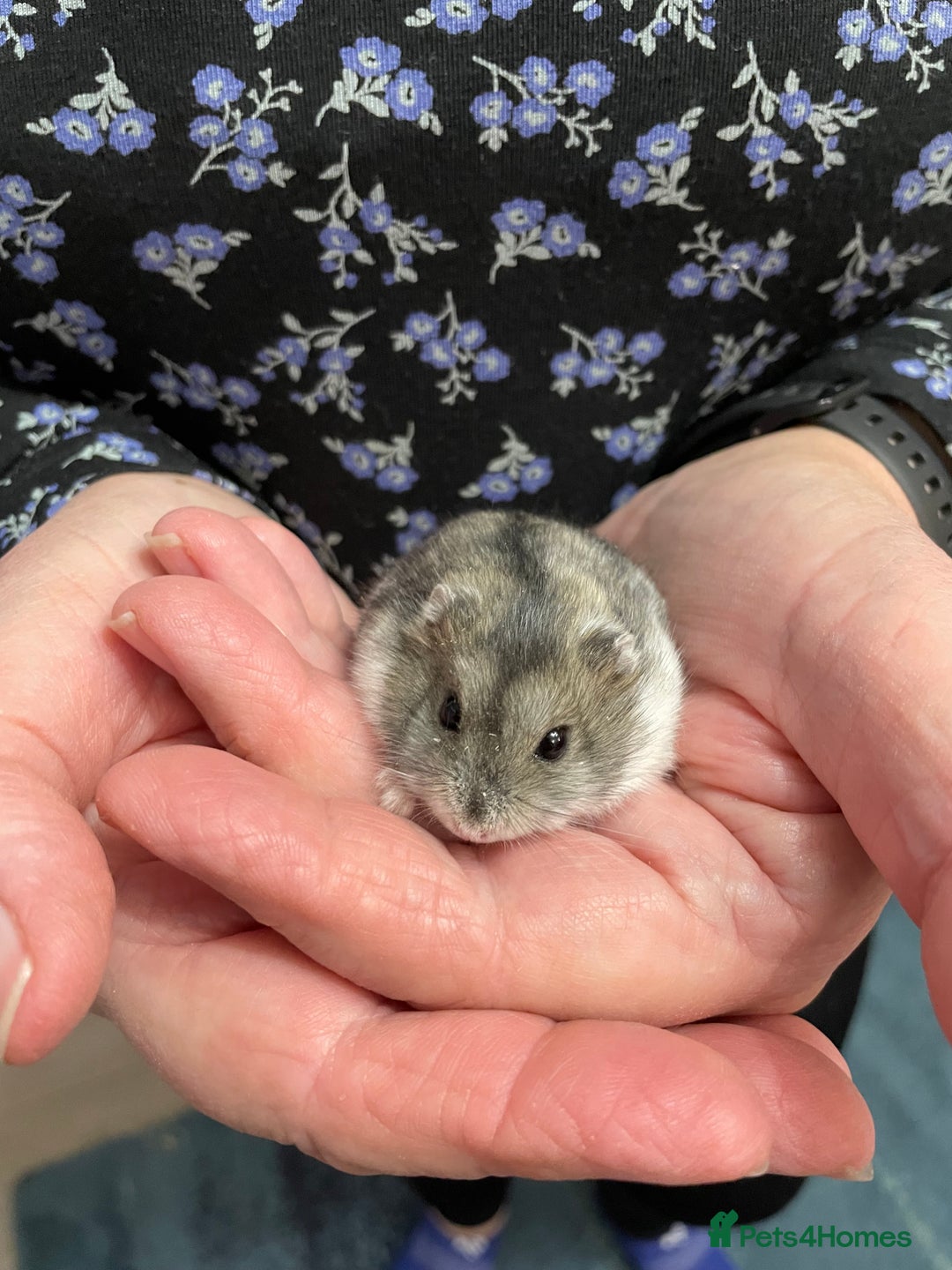 Hamster rodents for sale: Baby Winter White Russian hamsters from show stock - Image 24