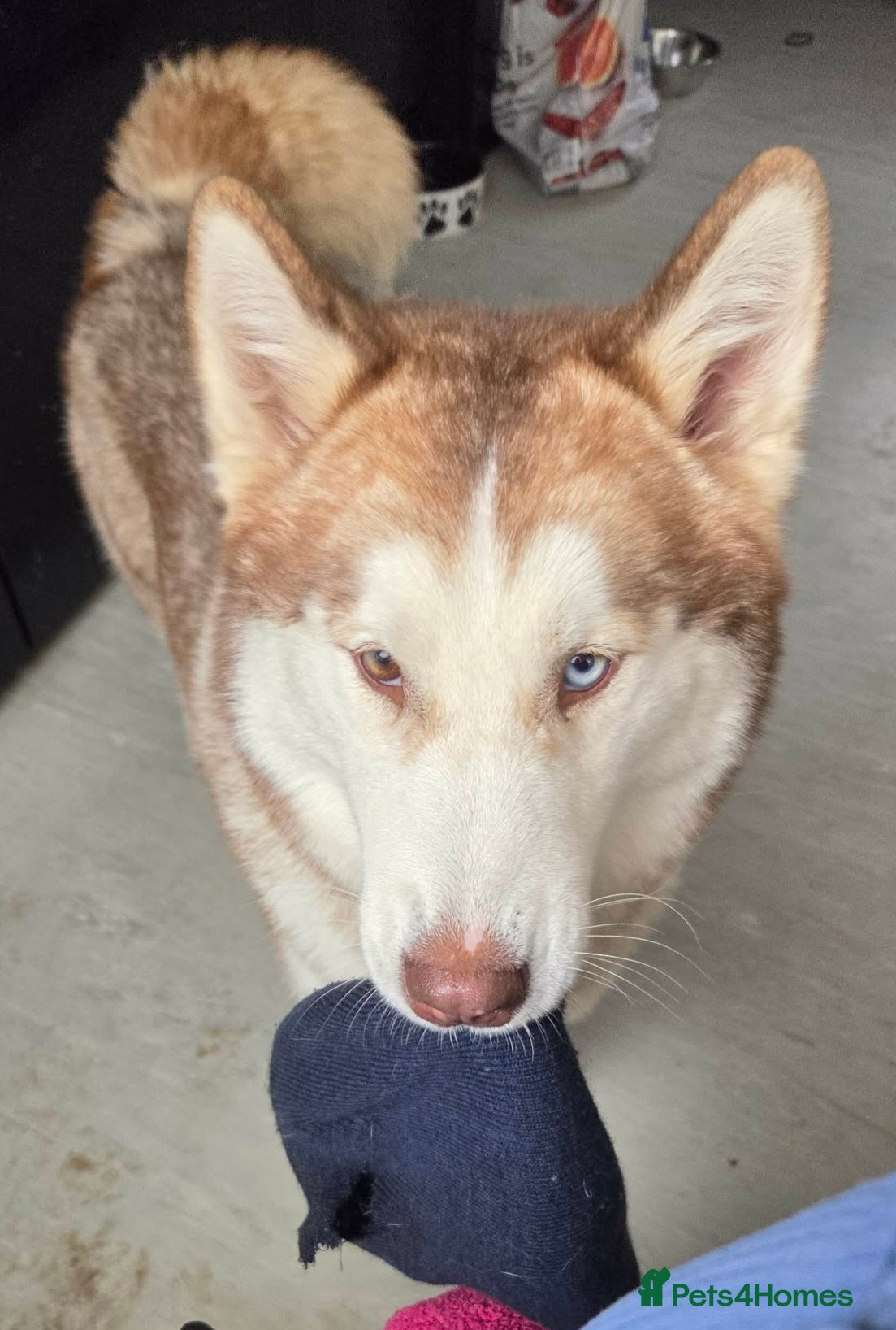 Siberian Husky dogs 1 year old Husky x Malamute  - Advert 5