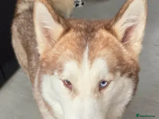 Siberian Husky dogs 1 year old Husky x Malamute - Advert 5