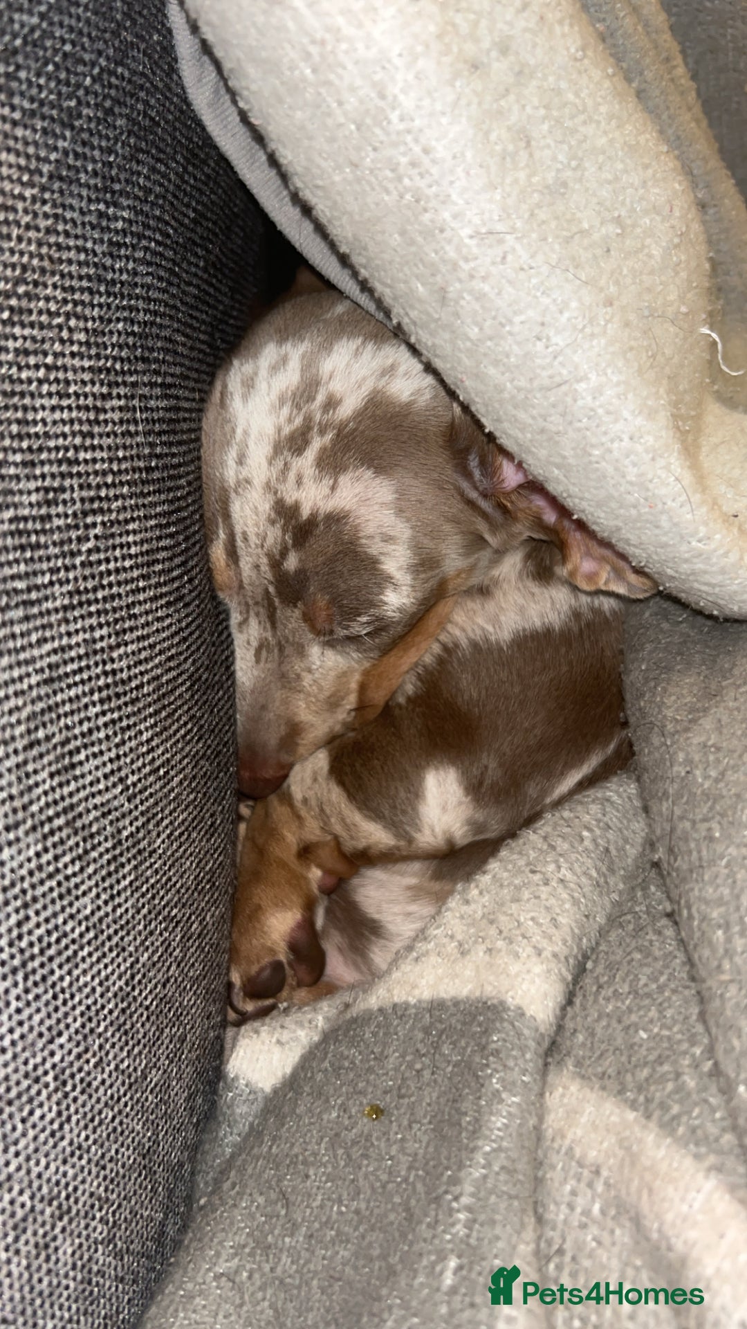 Miniature Dachshund dogs for sale: Silver dapple dachshund  - Advert 5