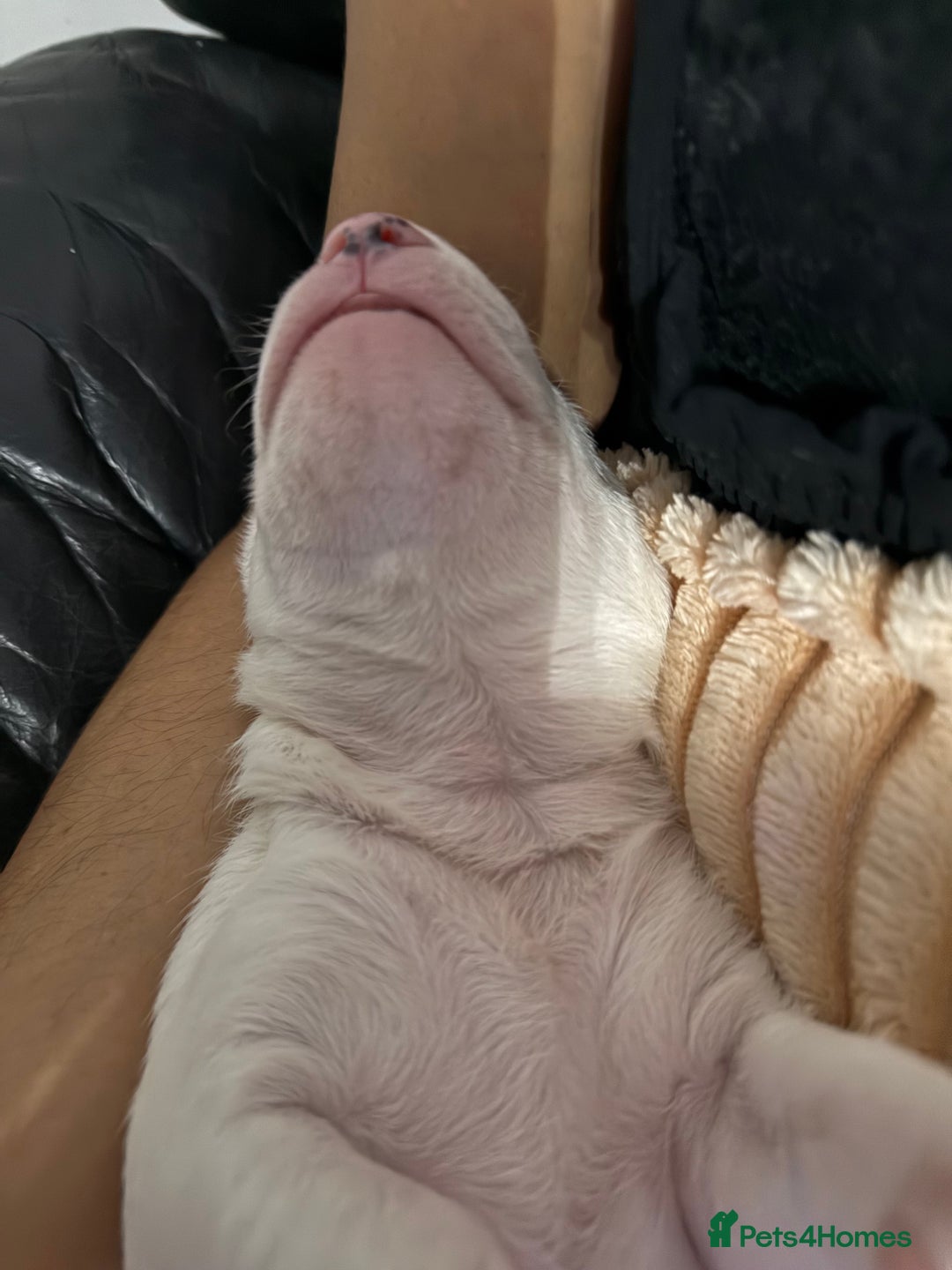 Bull Terrier dogs for sale: Playful bully’s  - Image 1