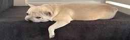 French Bulldog dogs for sale: French bulldog for rehome in Orpington - Advert 3